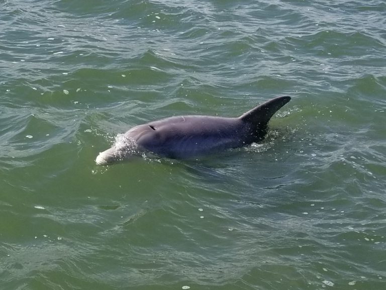 Charleston Harbor dolphins