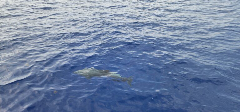 Dolphins in Samana Bay