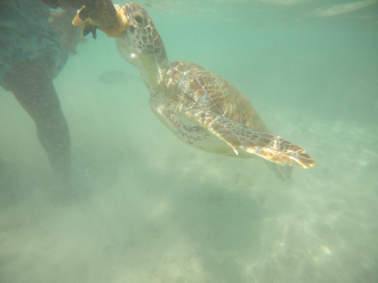 Feeding sea turtles