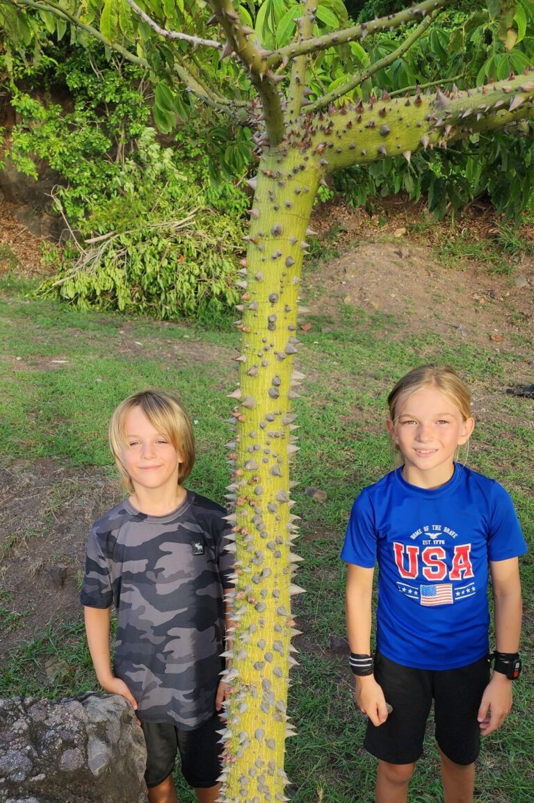 The kids decided not to climb this tree!